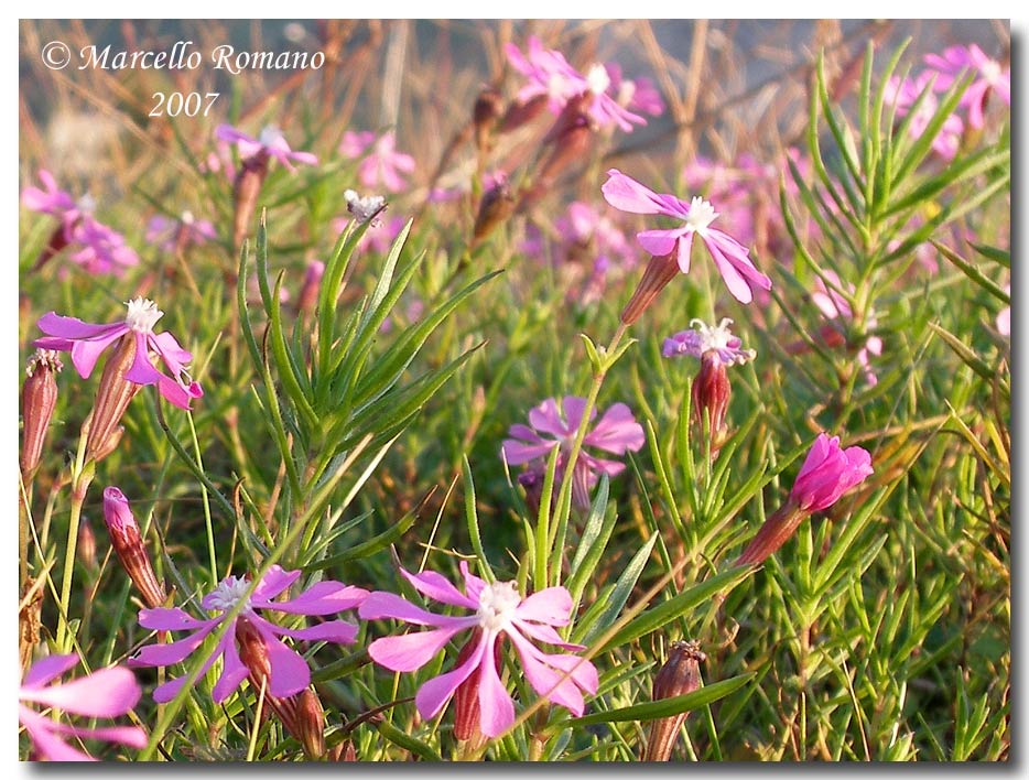 Silene colorata / Silene colorata